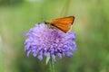 Orange butterfly on violet flower, macro photo Royalty Free Stock Photo