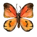 Orange butterfly