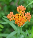 Orange Butterfly Weed