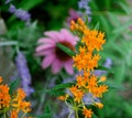Orange Butterfly Weed or Butterfly Milkweed Royalty Free Stock Photo