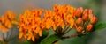 Orange Butterfly Weed perennial banner image Royalty Free Stock Photo