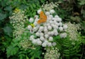 orange butterfly on white flower with green plants Royalty Free Stock Photo