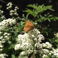 Orange butterfly and white