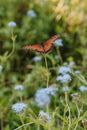 Orange Butterfly on Blue Wildflower