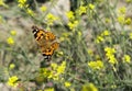 Orange butterfly on a yellow flower field , close up, spring photography Royalty Free Stock Photo