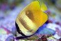 Klein\'s butterflyfish in a reef environment Royalty Free Stock Photo