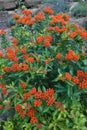 Butterflyweed Flowers - Asclepias tuberosa Royalty Free Stock Photo