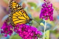 Orange Butterly on Purple Flowers Royalty Free Stock Photo