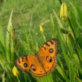 Orange Buttterfly Close Up Royalty Free Stock Photo