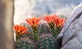 Orange cacti flowers blooming in spring sunshine in AZ desert.