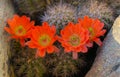Orange cacti flowers blooming in spring sunshine in AZ desert. Royalty Free Stock Photo
