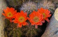 Orange cacti flowers blooming in spring sunshine in AZ desert.