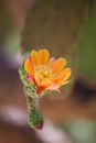Orange cactus flower Royalty Free Stock Photo