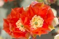 Orange cactus flower. Royalty Free Stock Photo