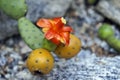 Orange Cactus Flower And Fruits, Tacinga Subcylindrica, On Desert Garden, Rio