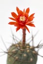 Orange cactus flower on white background in focus flower Royalty Free Stock Photo
