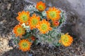 Orange Cactus Flowers in Bloom