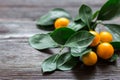 Orange calamondin fruit on branches on dark wooden background Royalty Free Stock Photo