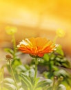 Orange calendula