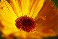 Orange Calendula