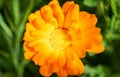 Orange calendula flower close up pollen wallpaper background