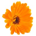 Orange calendula flower isolated on white background. Calendula officinalis. Marigold Royalty Free Stock Photo