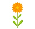 Orange Calendula flower plant