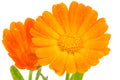 Orange calendula flowers Royalty Free Stock Photo