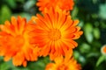 Orange calendula flowers