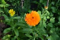 Orange calendula flowers. Blooming marigold in summer garden