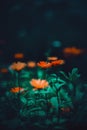 The orange calendula flowers blooming during the summer season. Beauty in nature. Delicate petals of the calendula flowers,