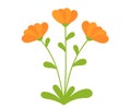 Orange Calendula flowers blooming