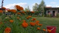 Orange calendula flowers are blooming and waving in the wind