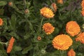 Orange Marigolds, Calendula flowers in flowerbed background with copy space