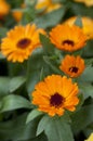 Orange calendula officinalis Royalty Free Stock Photo