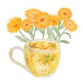 Orange calendula officinalis and a cup of herb tea. Watercolor hand drawn illustration. Botanical element for labels