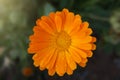 Orange Calendula Officinalis Flower Royalty Free Stock Photo