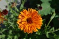 Orange Calendula officinalis pot marigold flower blossom Royalty Free Stock Photo