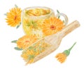 Orange calendula officinalis in wooden scoop for bulk products and cup of tea. Watercolor hand drawn illustration