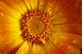 Orange Calendula after rain