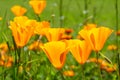 California poppies bloom in spring