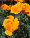 Orange California Poppies