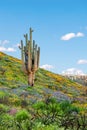 Saguaro Cactus and Wildflowers on Arizona Desert Mountainside. Desert in Bloom Royalty Free Stock Photo