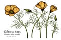 Orange California Poppy flower and leaf drawing illustration with line art on white backgrounds Royalty Free Stock Photo