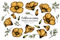 Orange California Poppy flower and leaf drawing illustration with line art on white backgrounds Royalty Free Stock Photo