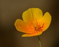 Orange California poppy, golden poppy, California sunlight, cup of gold eschscholzia flower