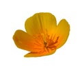 Orange California poppy, golden poppy, California sunlight, cup of gold eschscholzia flower isolated
