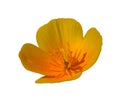 Orange California poppy, golden poppy, California sunlight, cup of gold eschscholzia flower isolated Royalty Free Stock Photo