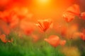 Orange california poppy in the sun