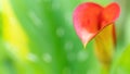 Orange calla flower on a green background macro photography. Unusual calla lily inflorescence close-up with copy space. Royalty Free Stock Photo